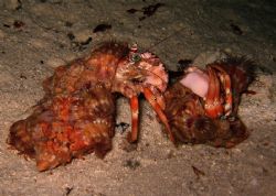 Fighting anemone hermit crabs at Mataking Island by Alex Lim 